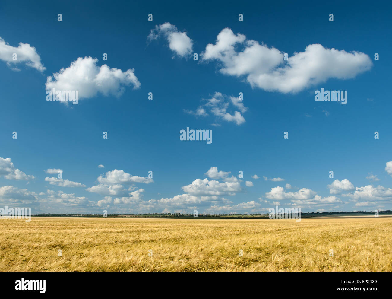 yellow wheat field and blue sky summer landscape Stock Photo - Alamy