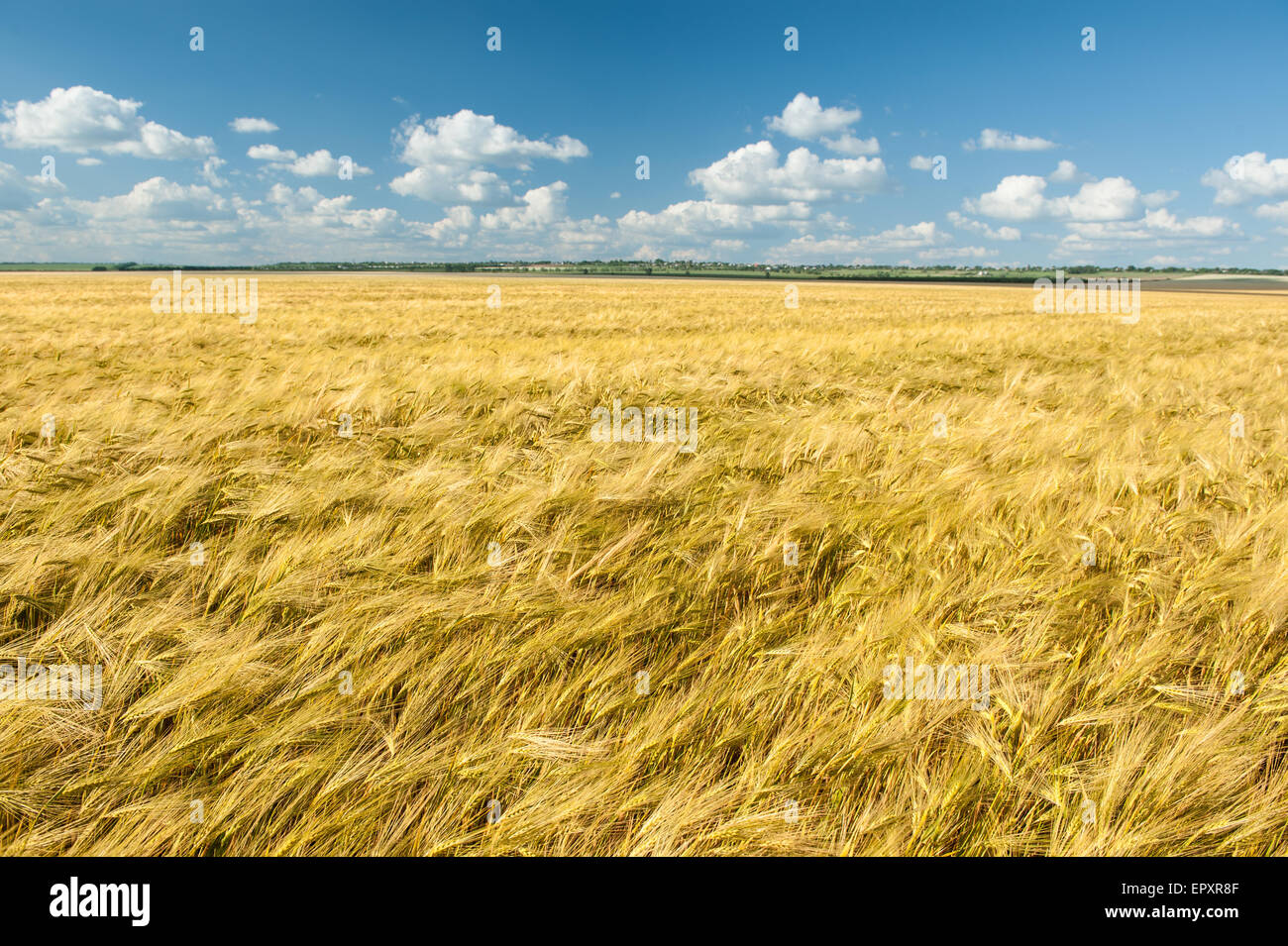 yellow wheat field and blue sky summer landscape Stock Photo - Alamy