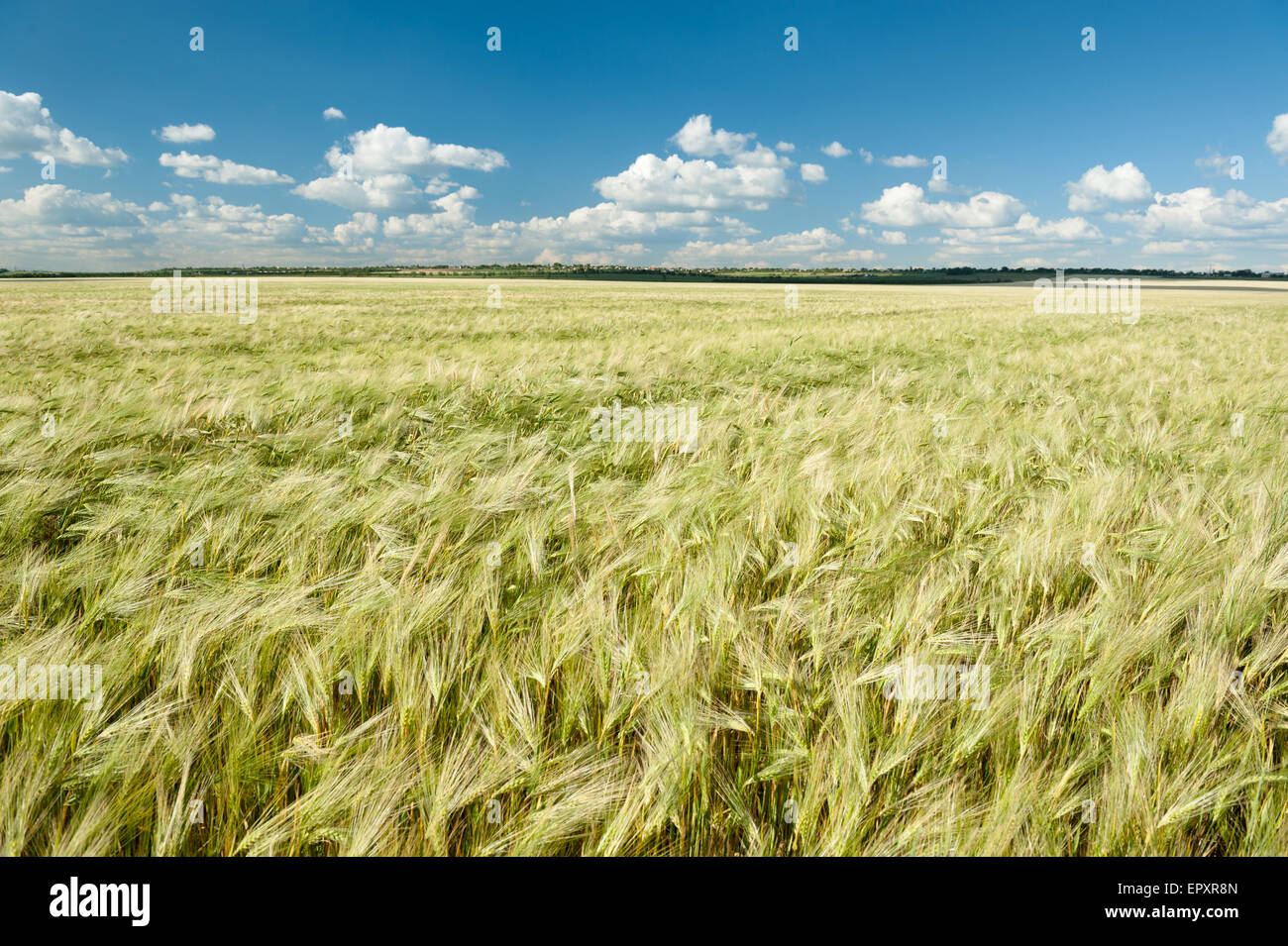 wheat field and blue sky summer landscape Stock Photo - Alamy