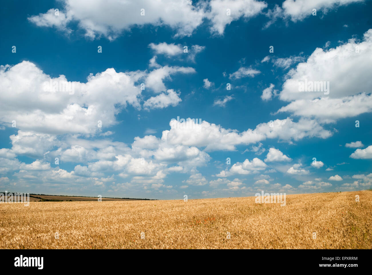 wheat field and blue sky summer landscape Stock Photo - Alamy