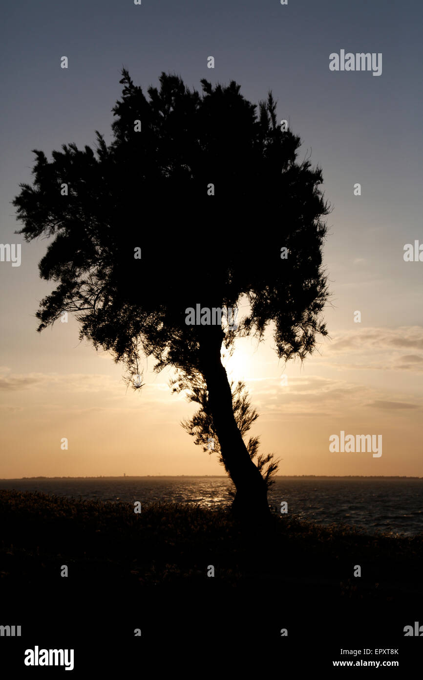 A tree Silhouetted against a dusk sky Stock Photo - Alamy