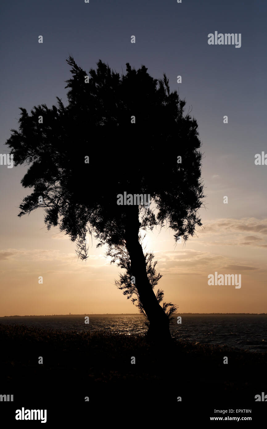 A tree Silhouetted against a dusk sky Stock Photo - Alamy