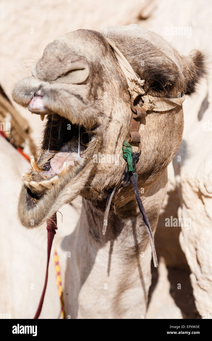 A camel Stock Photo
