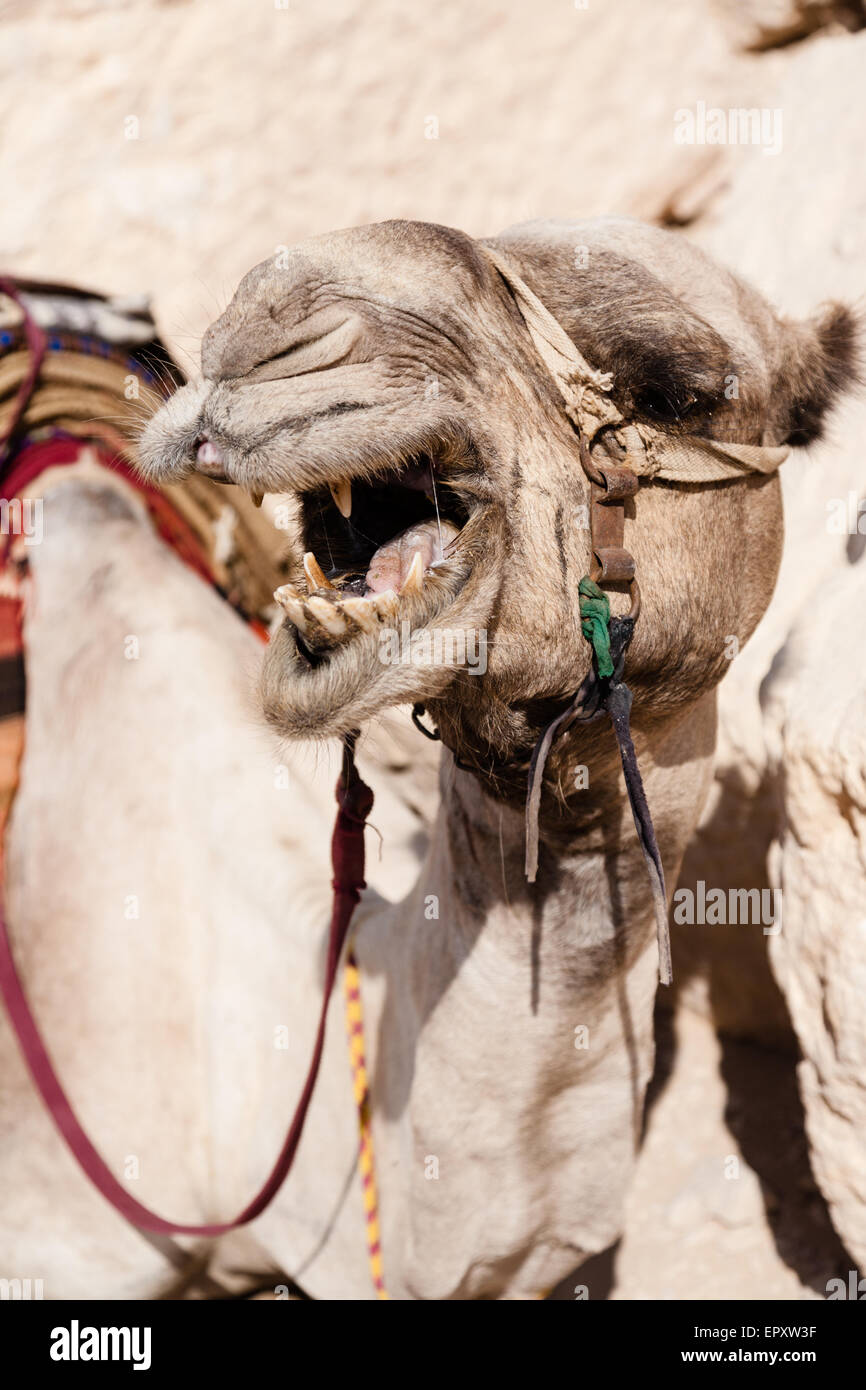 A camel Stock Photo