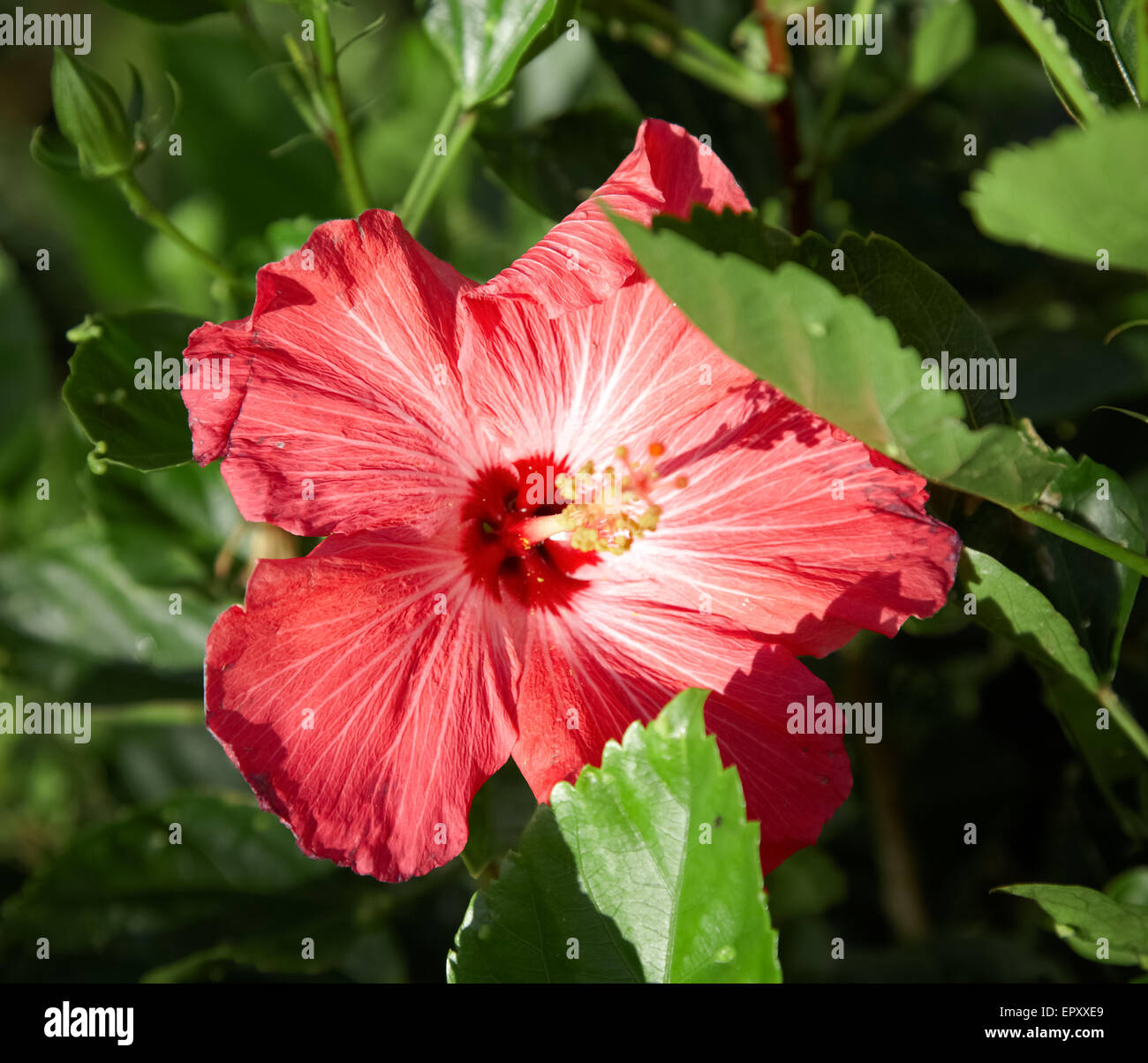 Hibiscus rosa sinensis leaf hi-res stock photography and images - Alamy