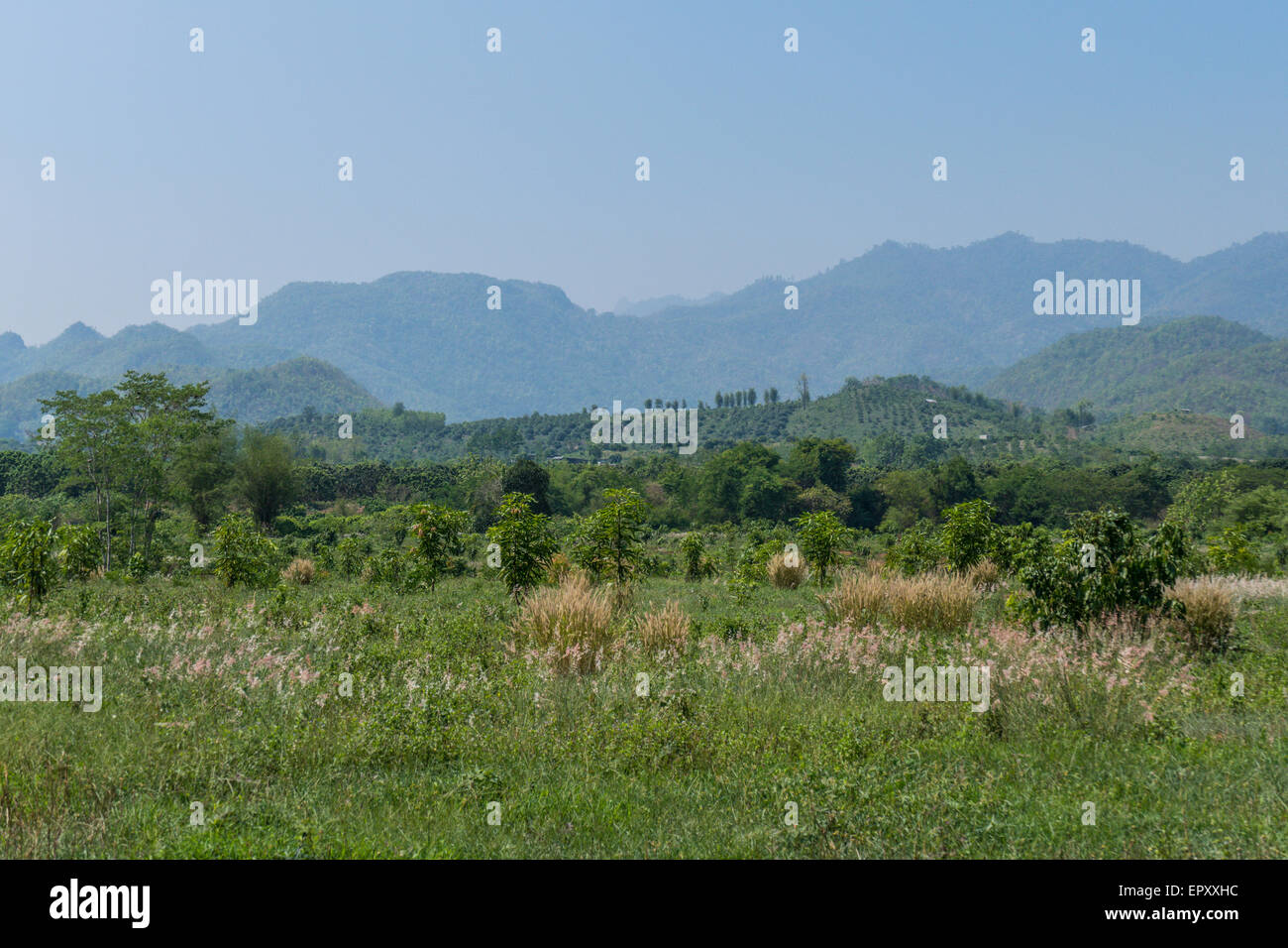 Plants of asia hi-res stock photography and images - Alamy