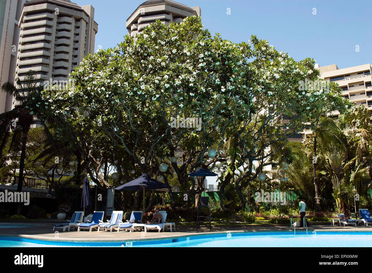 Magnolia Tree Towers Over The Pool Of The Intercontinental Hotel Manila