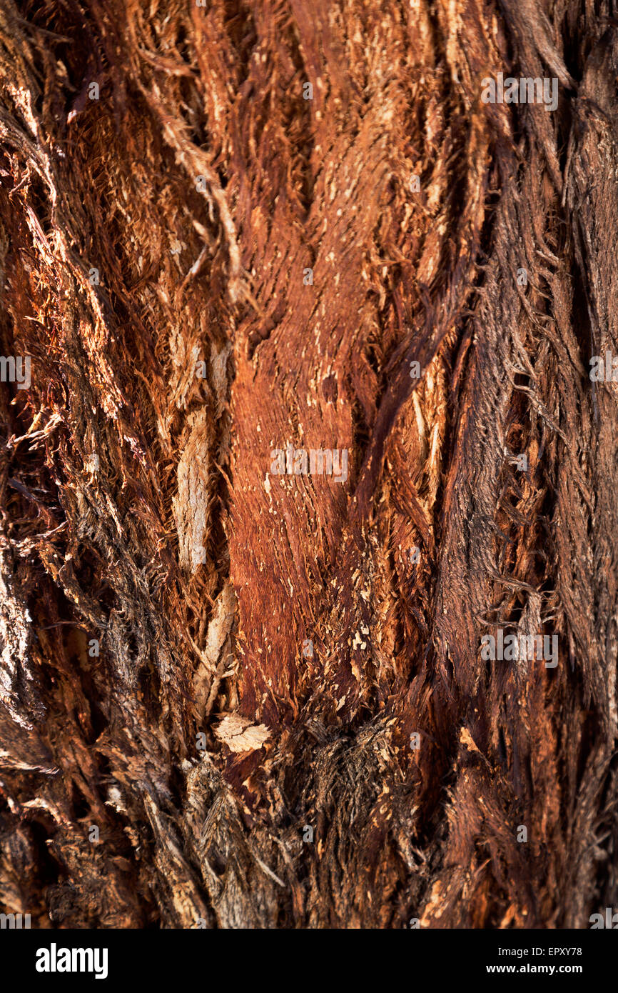 Interesting texture of bark of Forman eucalytus, a tree found in Western Australia Stock Photo
