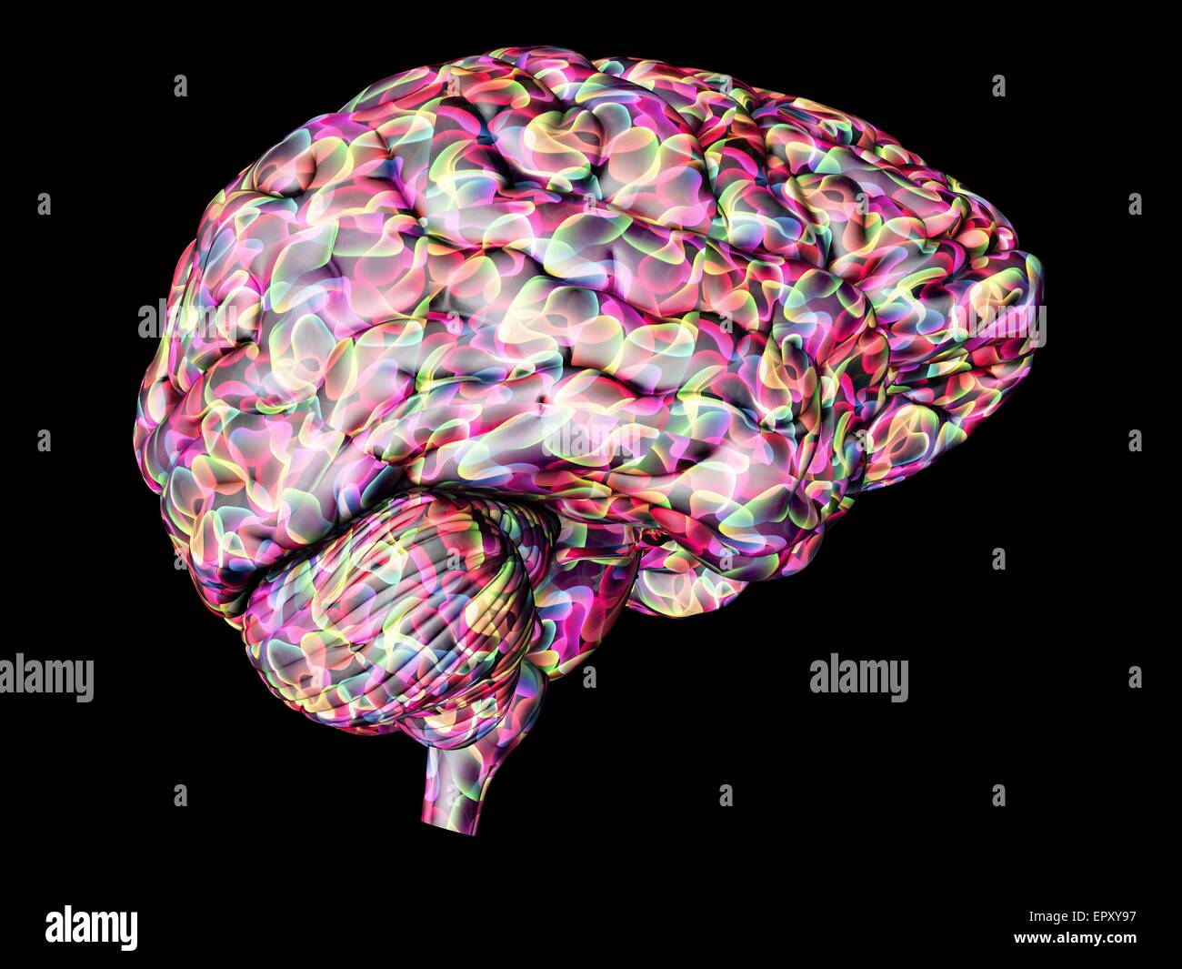 Brain. Abstract computer artwork of a side view of a human brain. Stock Photo