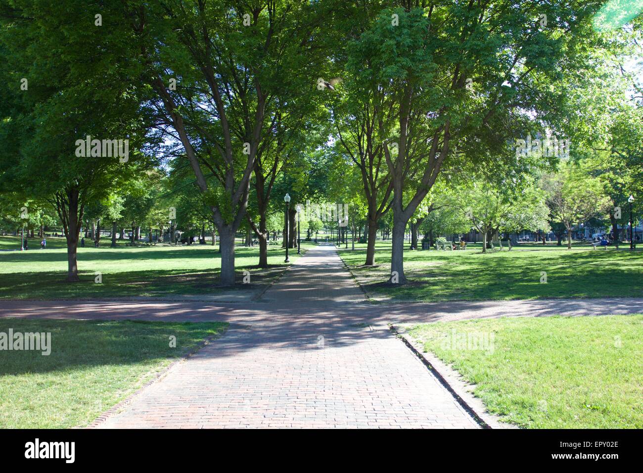 Trees at Boston Common, Boston, Massachusetts, USA Stock Photo Alamy