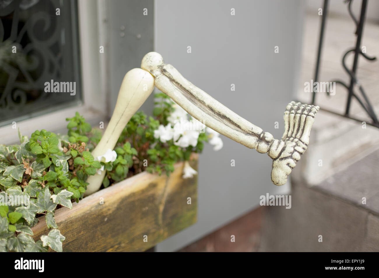 Artificial human leg bone in a window basket Stock Photo