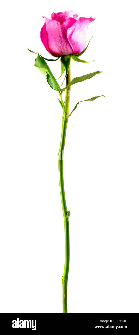 pink rose isolated on a white background Stock Photo - Alamy
