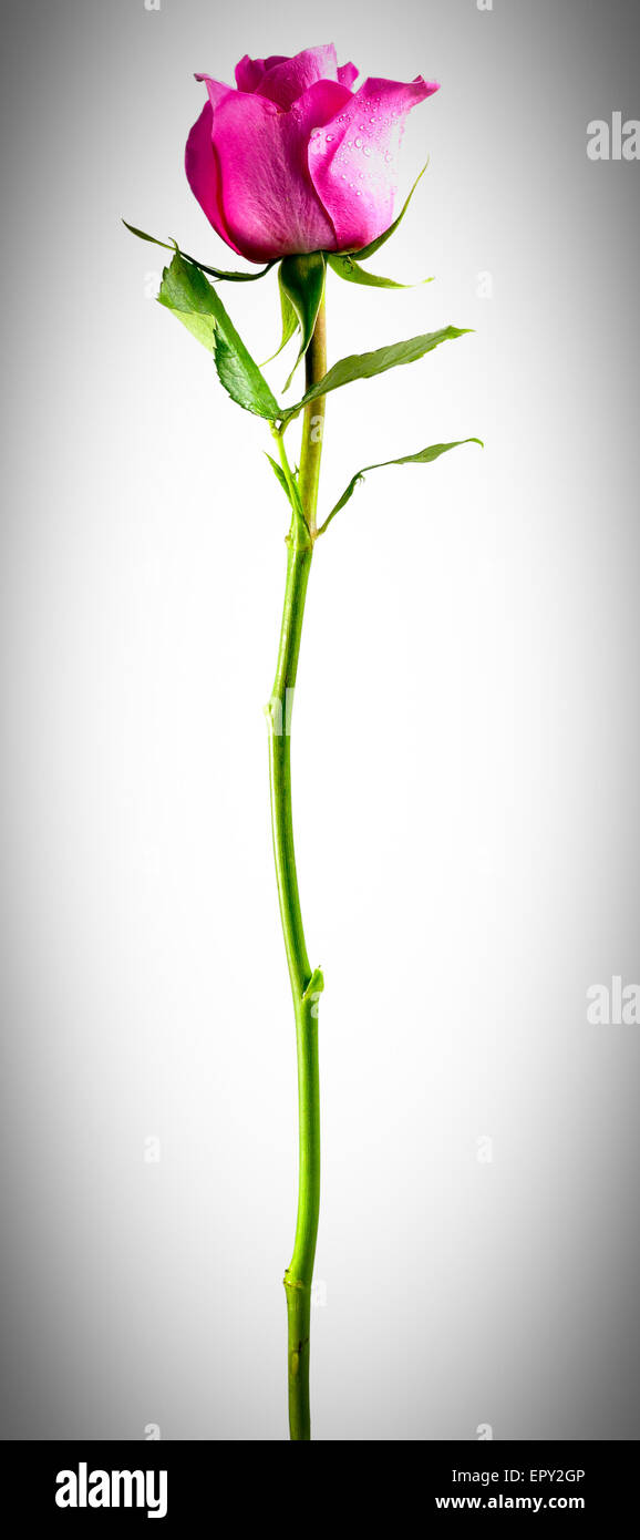 pink rose isolated on a white background Stock Photo - Alamy