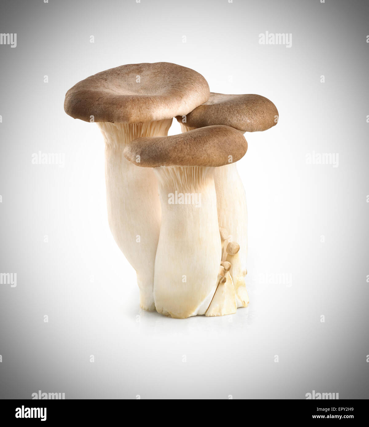 Straw mushrooms isolated on white background Stock Photo - Alamy