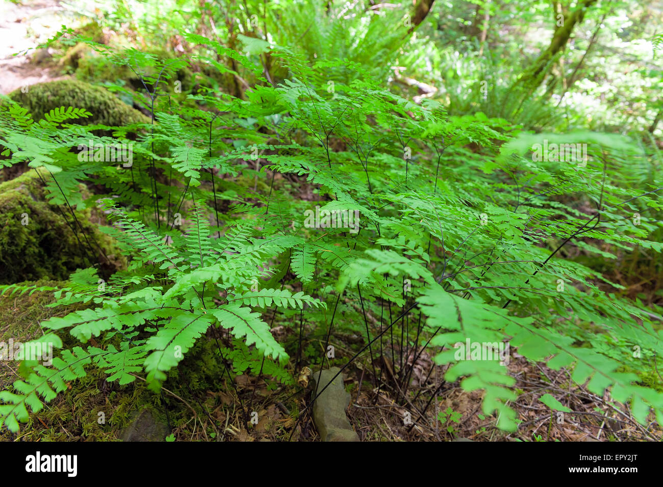 Maidenhair Ferns in Columbia River Gorge National Scenic Forest in Spring Stock Photo