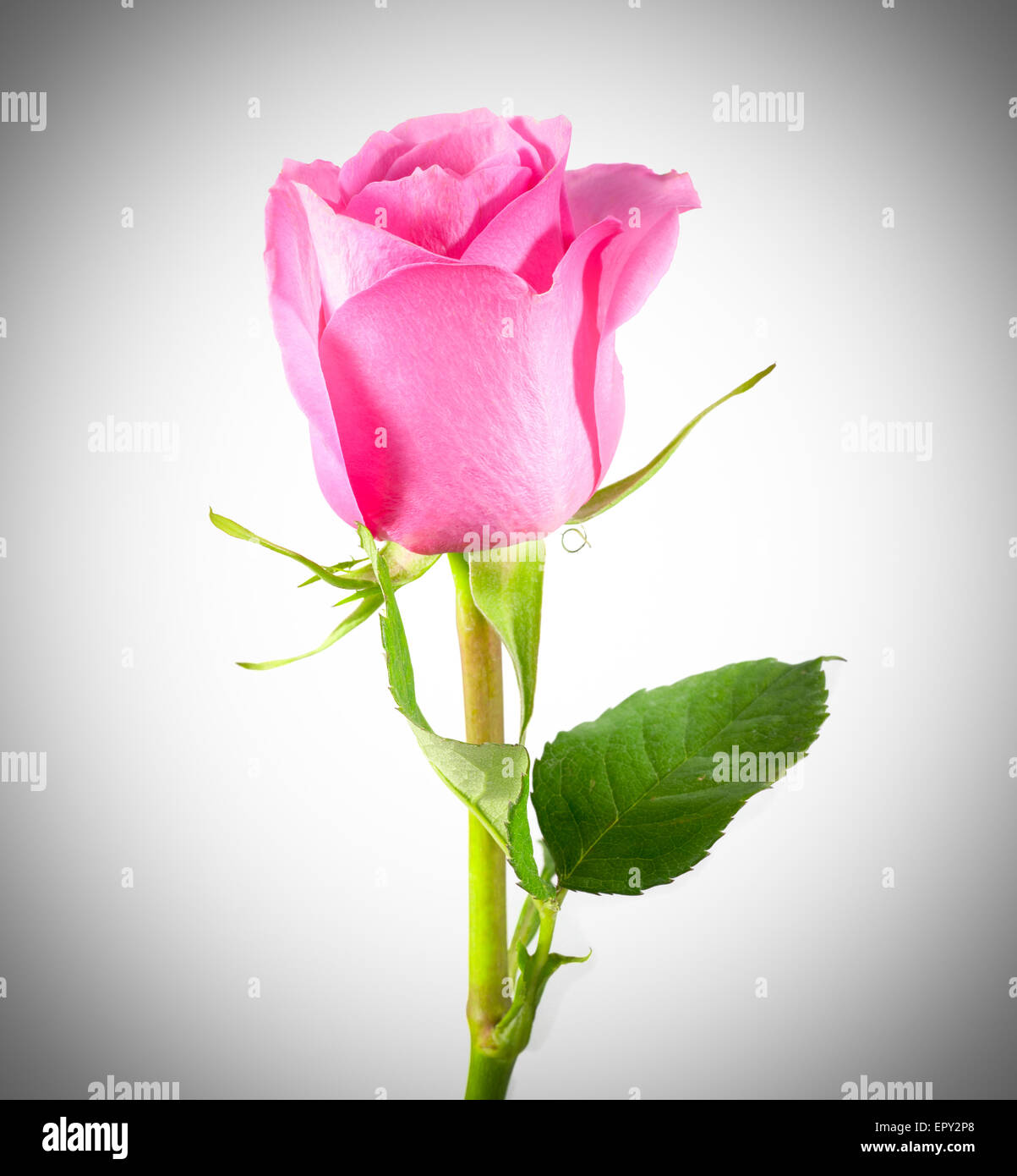 pink rose isolated on a white background Stock Photo - Alamy
