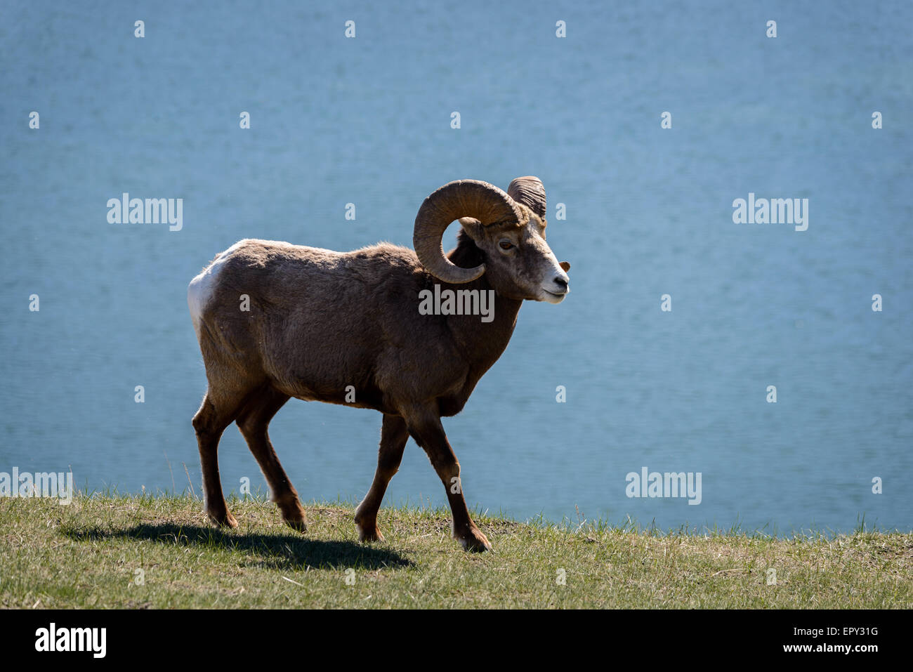 bighorn ram on grassy knoll above lake Stock Photo