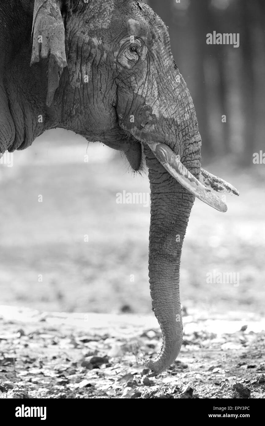 A bull elephant or tusker in Corbett National Park of India Stock Photo