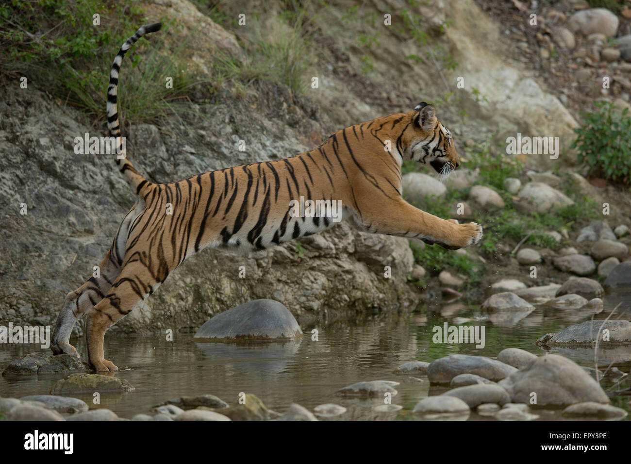 A royal bengal tiger sitting in water in Corbett National Park Stock Photo