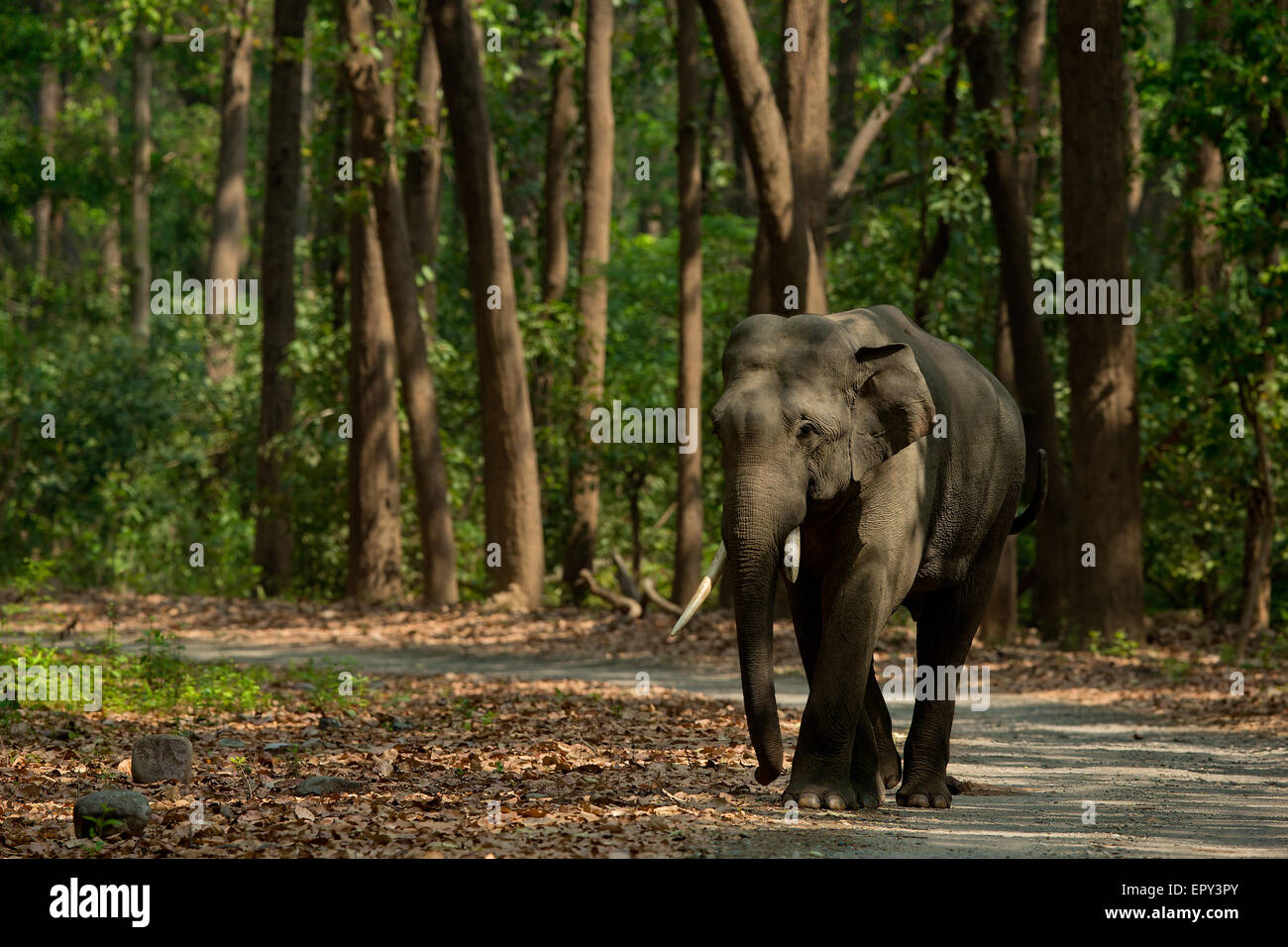 A bull elephant or tusker in Corbett National Park of India Stock Photo