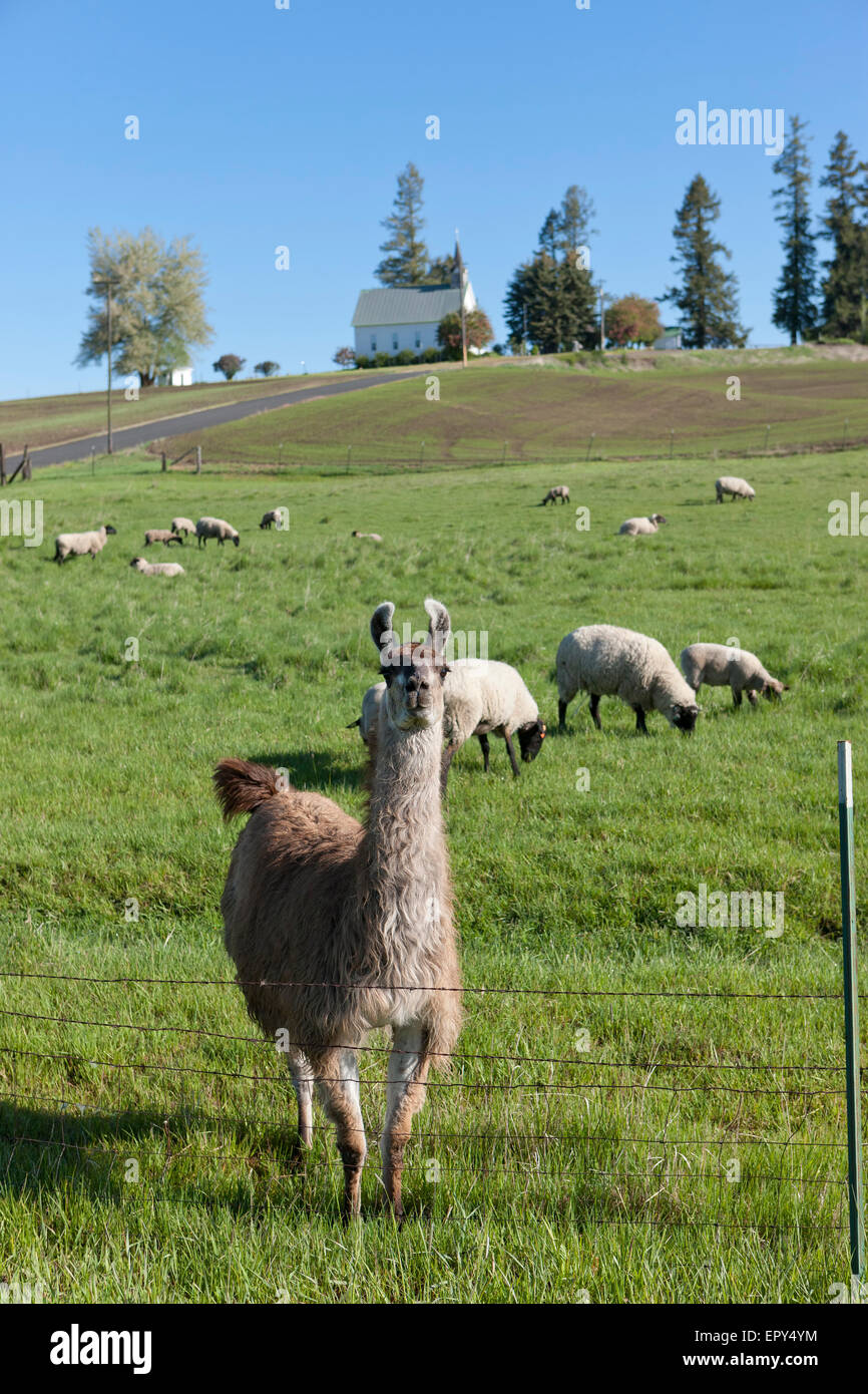 Llama and the sheep. Stock Photo