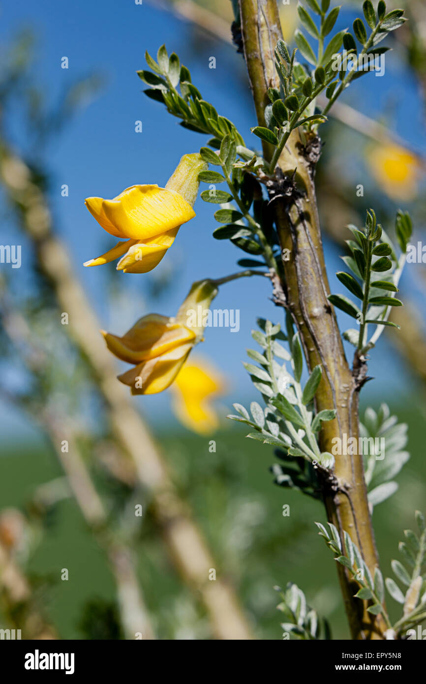Yellow flowers on the branch. Stock Photo