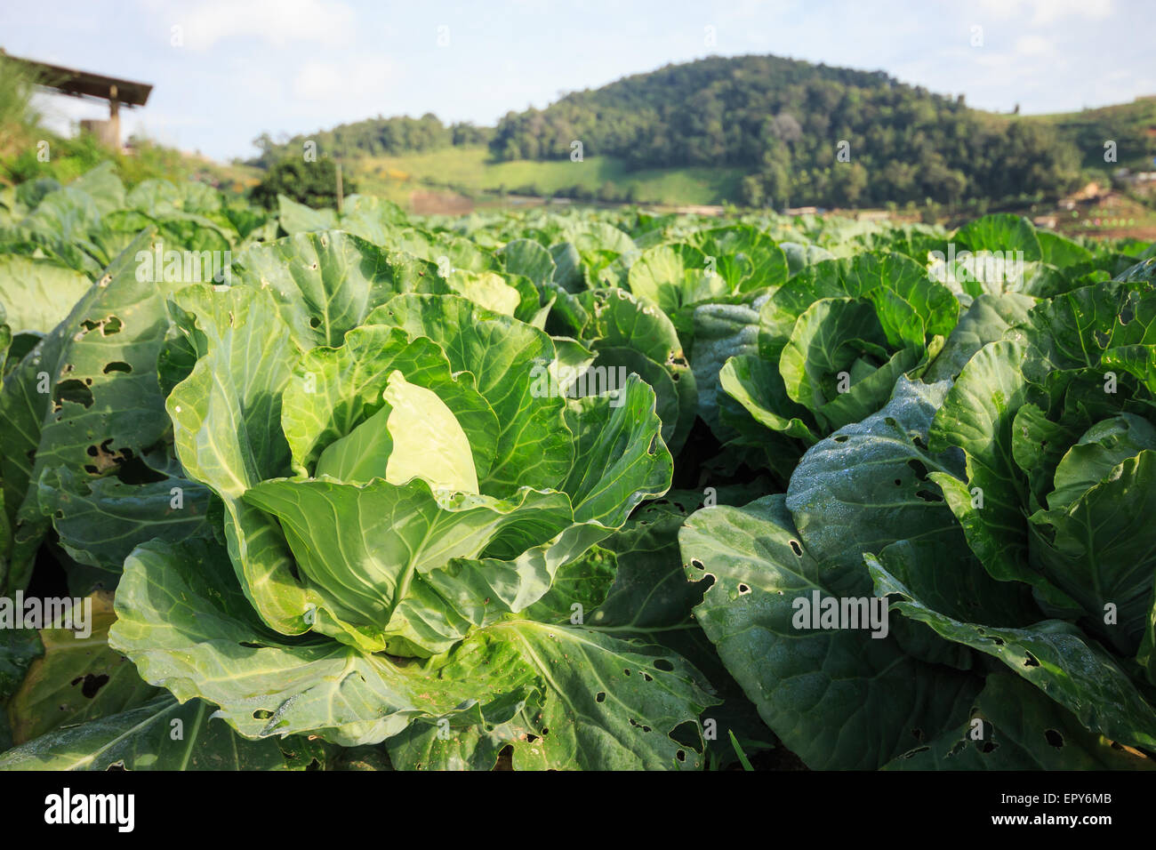Cabbage garden at Monjam mountain , Chiangmai ,Thailand Stock Photo