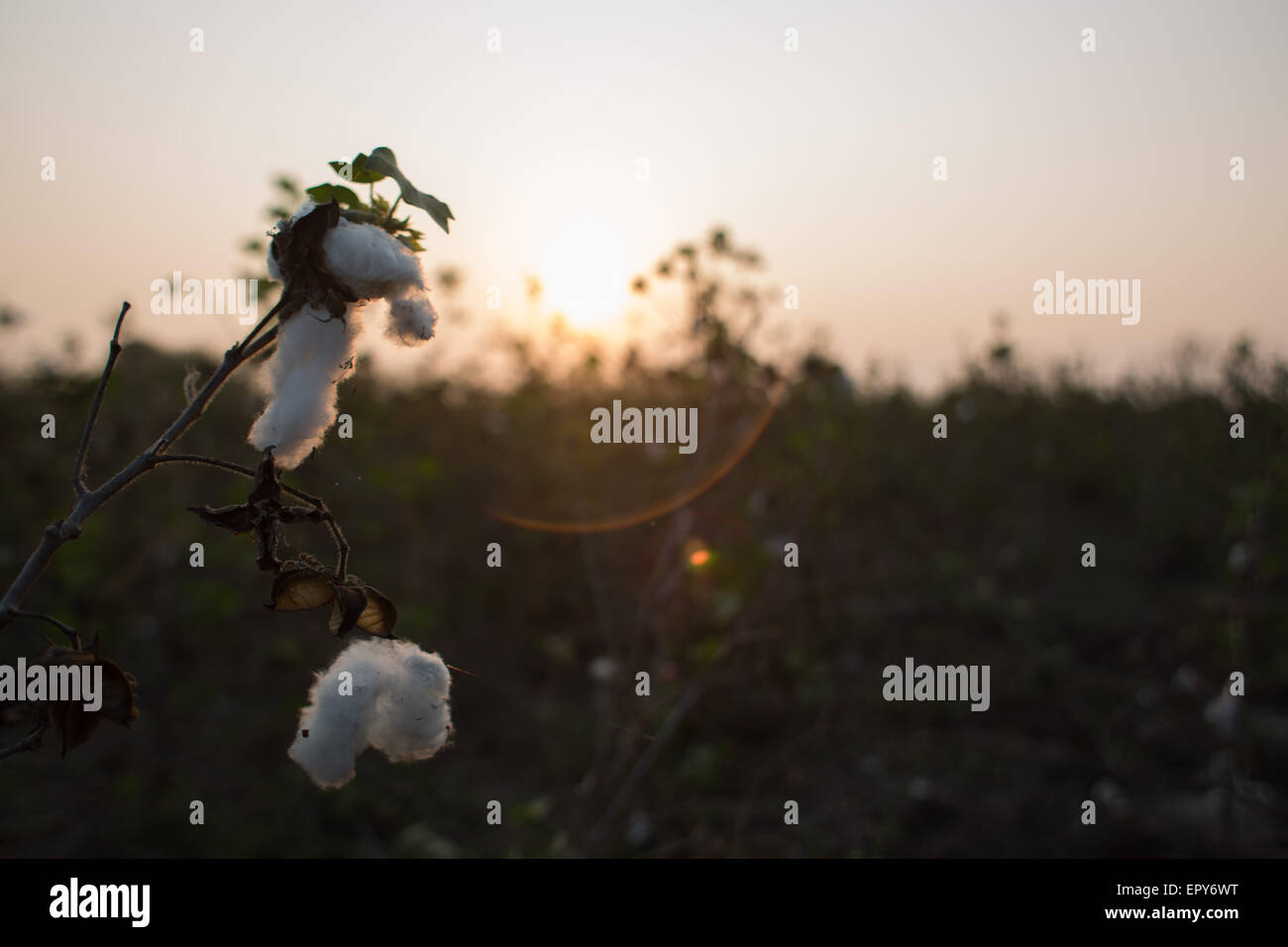 India farmer cotton suicide hi-res stock photography and ima
