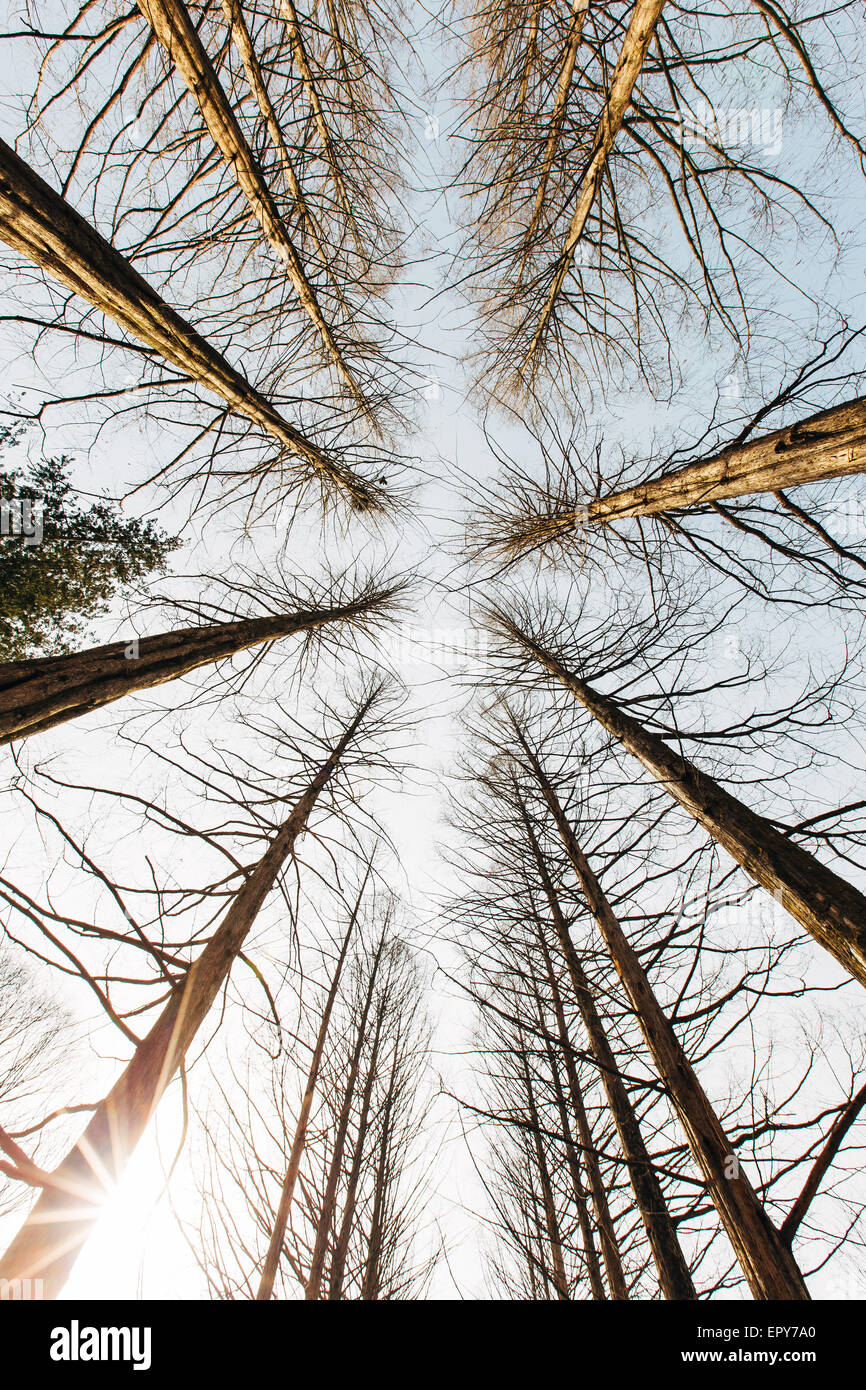 Pine trees at Nami island, Korea Stock Photo Alamy