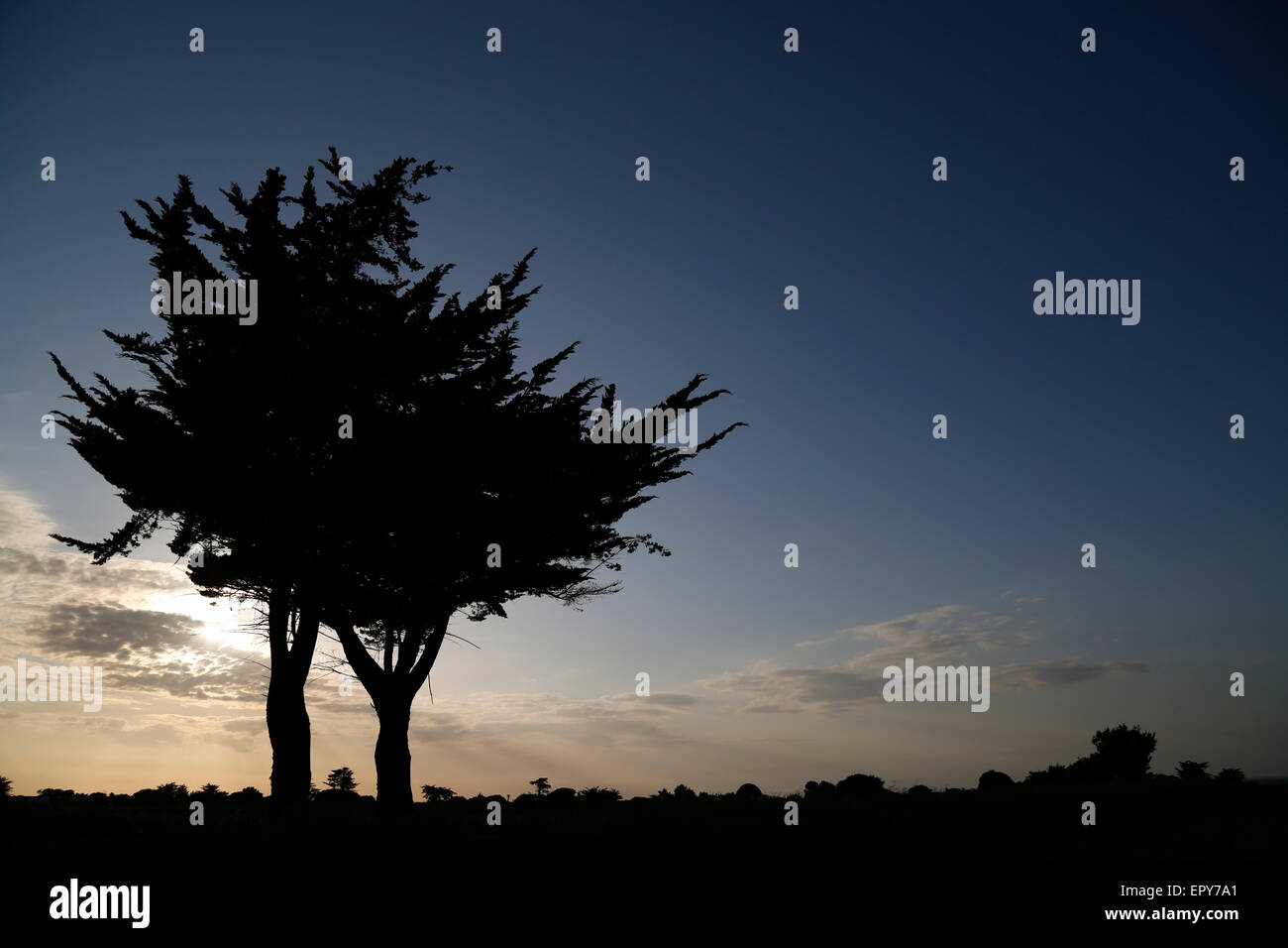 A tree Silhouetted against a dusk sky Stock Photo - Alamy