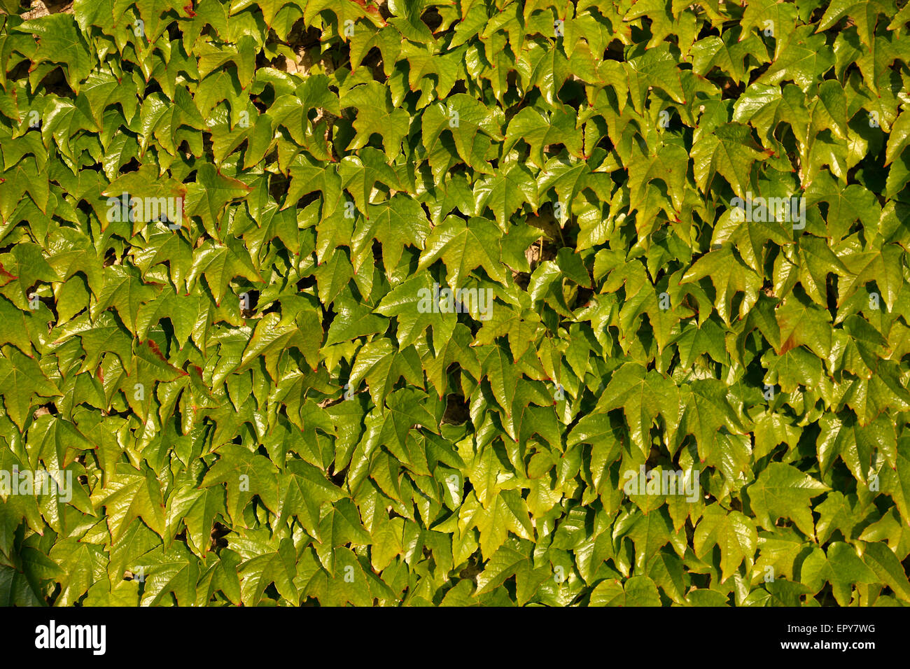 Boston ivies parthenocissus tricuspidata hires stock photography and images Alamy