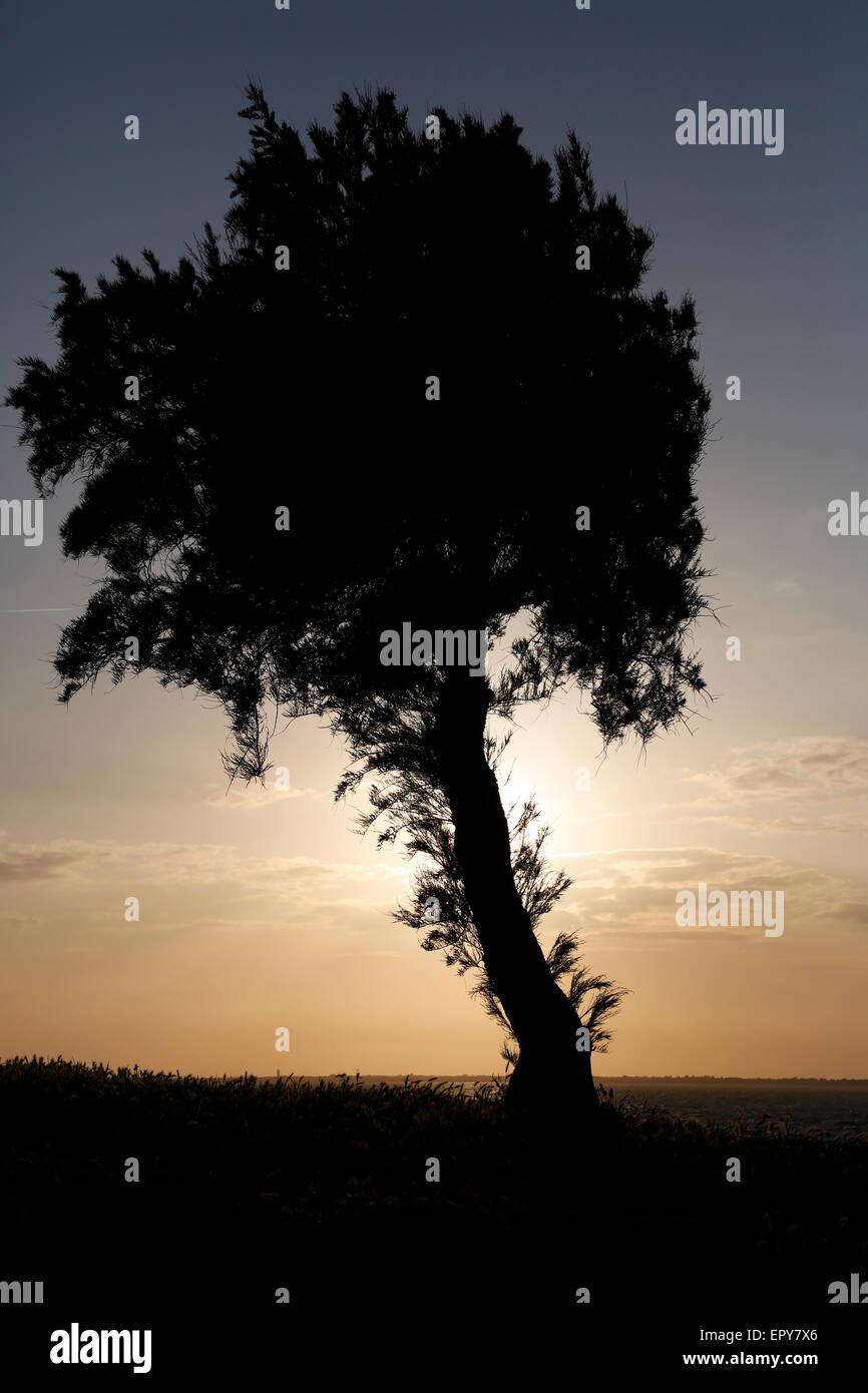 A Tree Silhouetted Against A Dusk Sky Stock Photo - Alamy