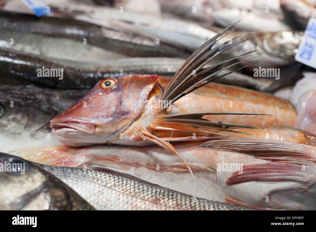 Heap of frozen fish for sale at a market stall, La Boqueria Market