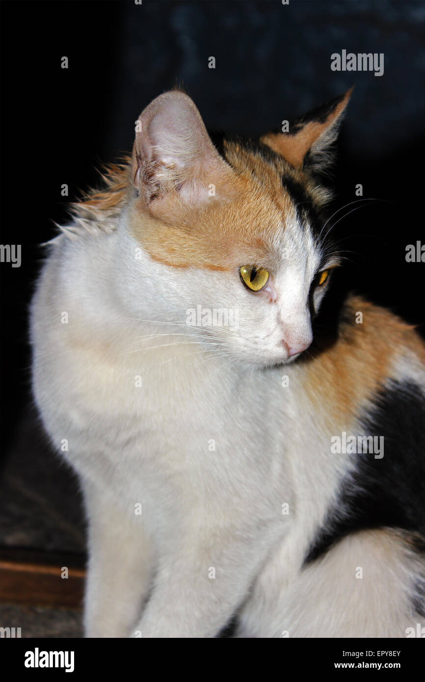 animal, animals, cat, cats, domestic, house, indoors, inside, nobody, pet, pets, pretty, sat, sitting. Stock Photo