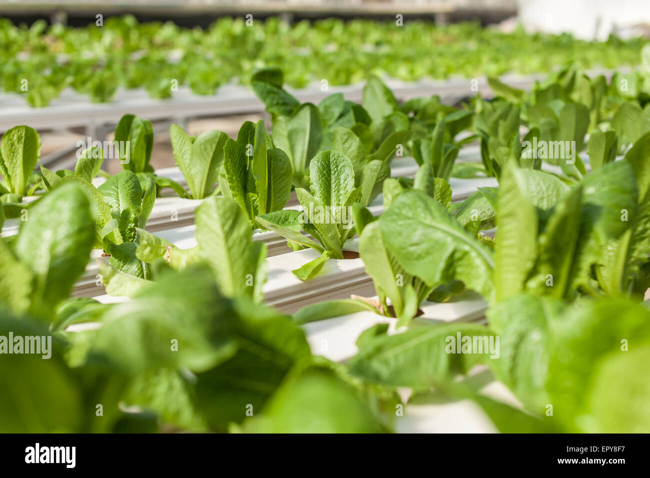 A close-up of plants in a green house with a variety of textures and colors