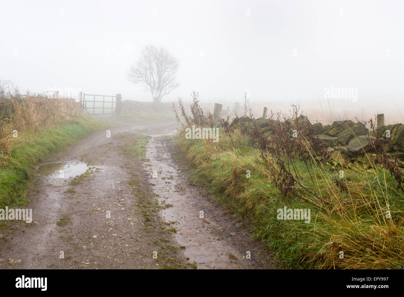 Thick fog background hi-res stock photography and images - Alamy