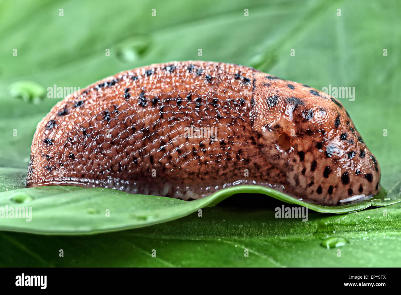 Snail on a leaf in the wild Stock Photo - Alamy