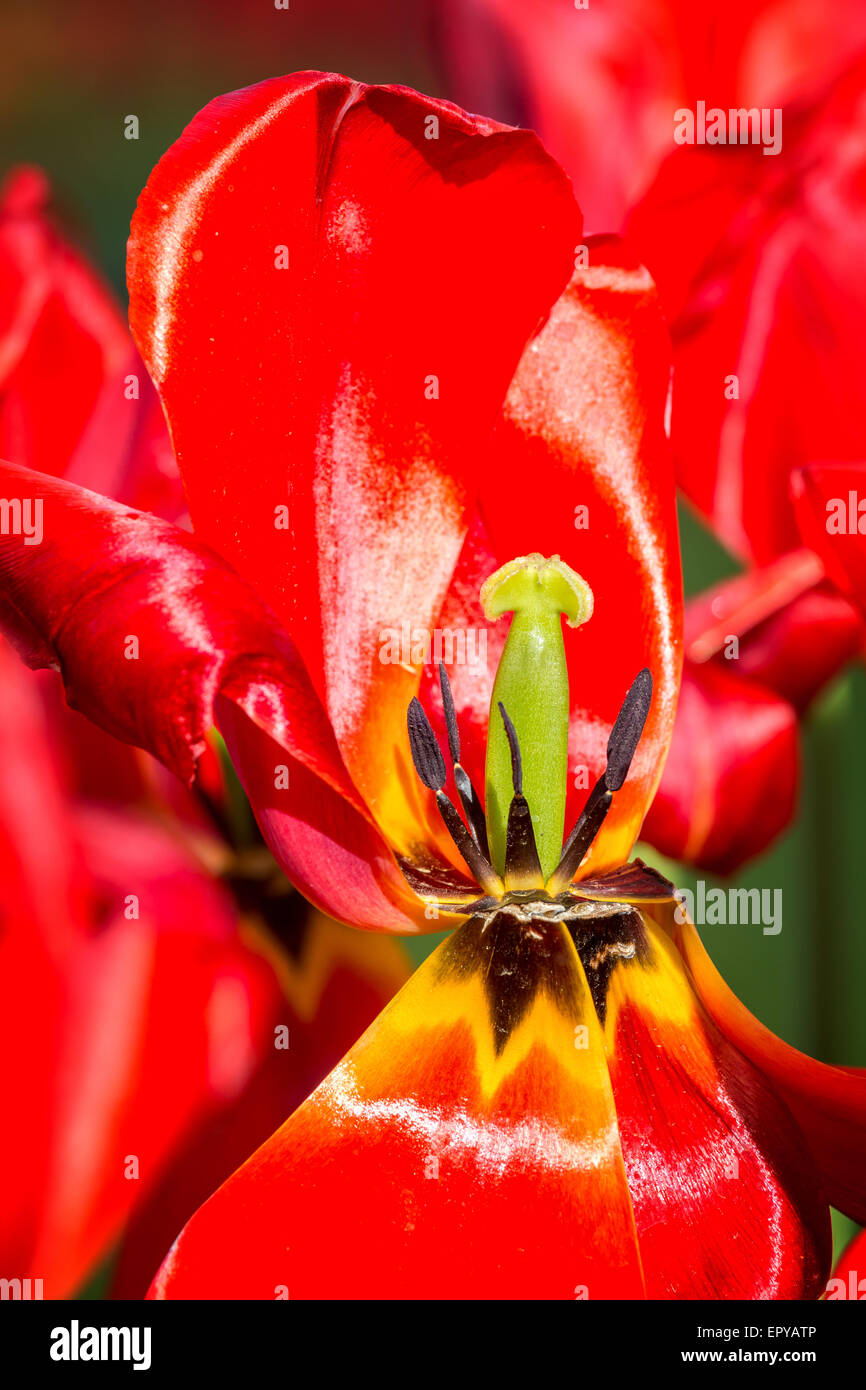 Closeup of red tulip Stock Photo - Alamy