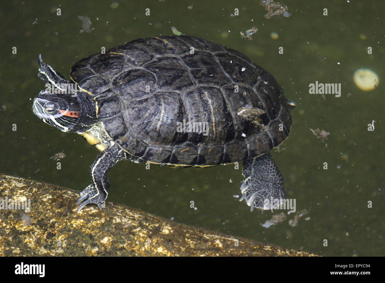 tortoise  with head floating above water Stock Photo