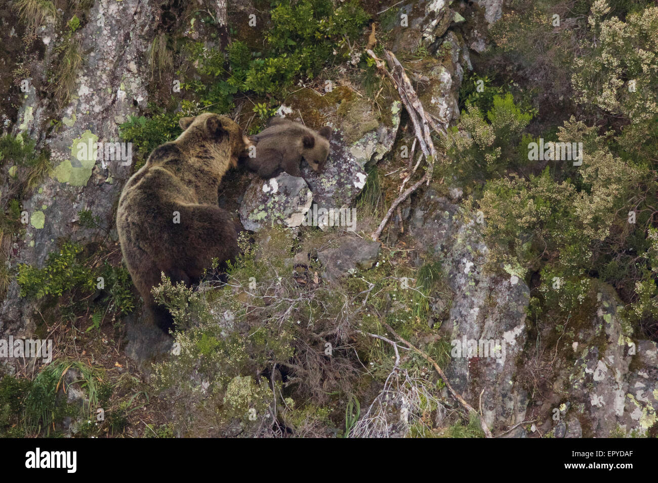 Cub wants to explore. Mum wants Cub to stay. In the end, Mum has to ...