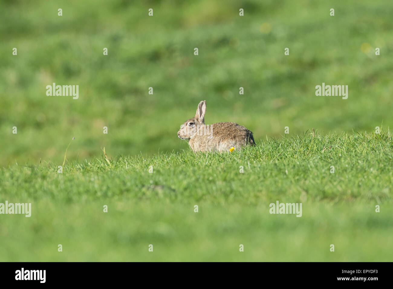 Rabbit (Oryctolagus cuniculus). Adult feeding in open pasture. Stock Photo