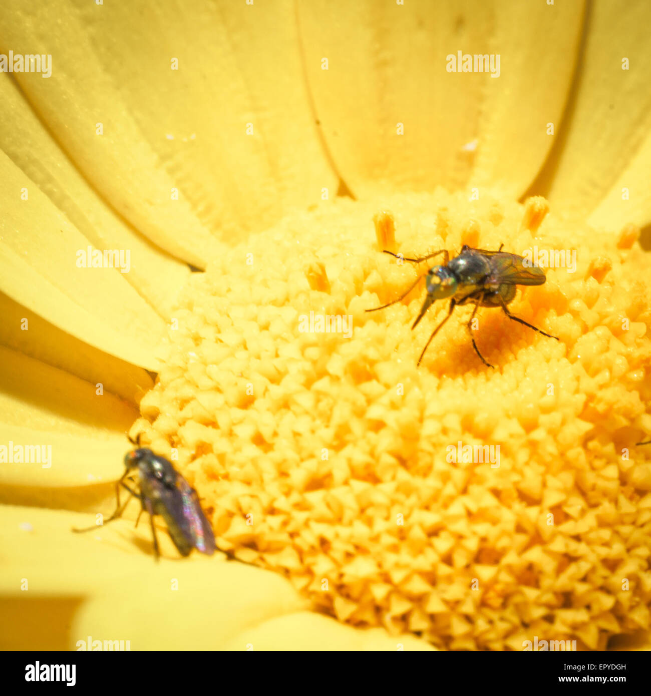 Feast insects pollen. What happens in a daisy field Stock Photo Alamy