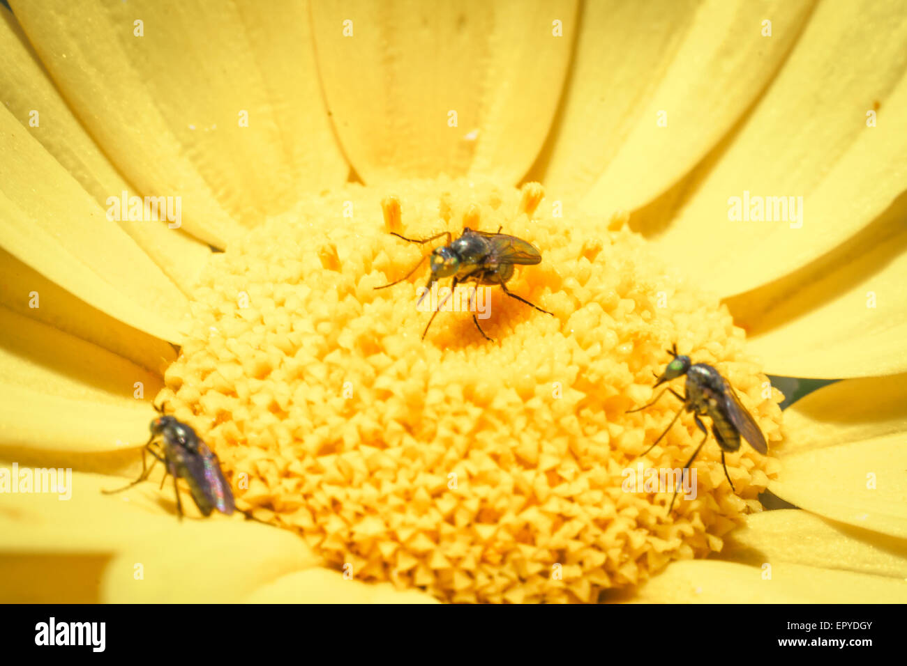 Feast insects pollen. What happens in a daisy field Stock Photo Alamy