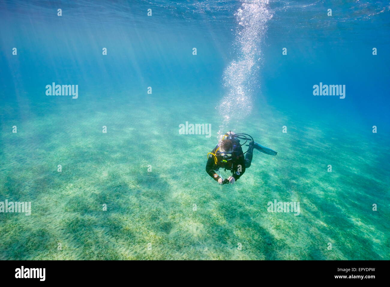 Single scuba diving underwater, Marsa Alam, Red Sea, Egypt Stock Photo