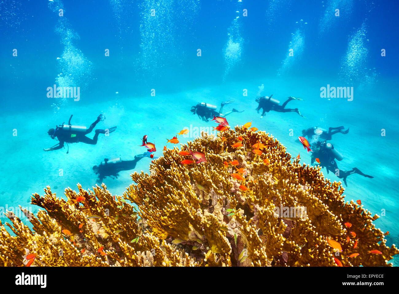 Underwater view at scuba divers and the reef, Marsa Alam, Red Sea, Egypt Stock Photo