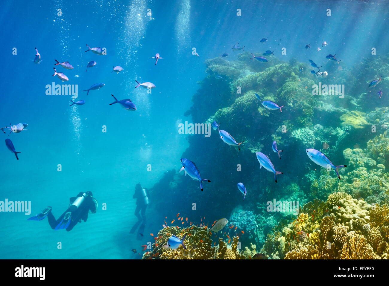 Underwater view at scuba divers and the reef, Marsa Alam, Red Sea, Egypt Stock Photo