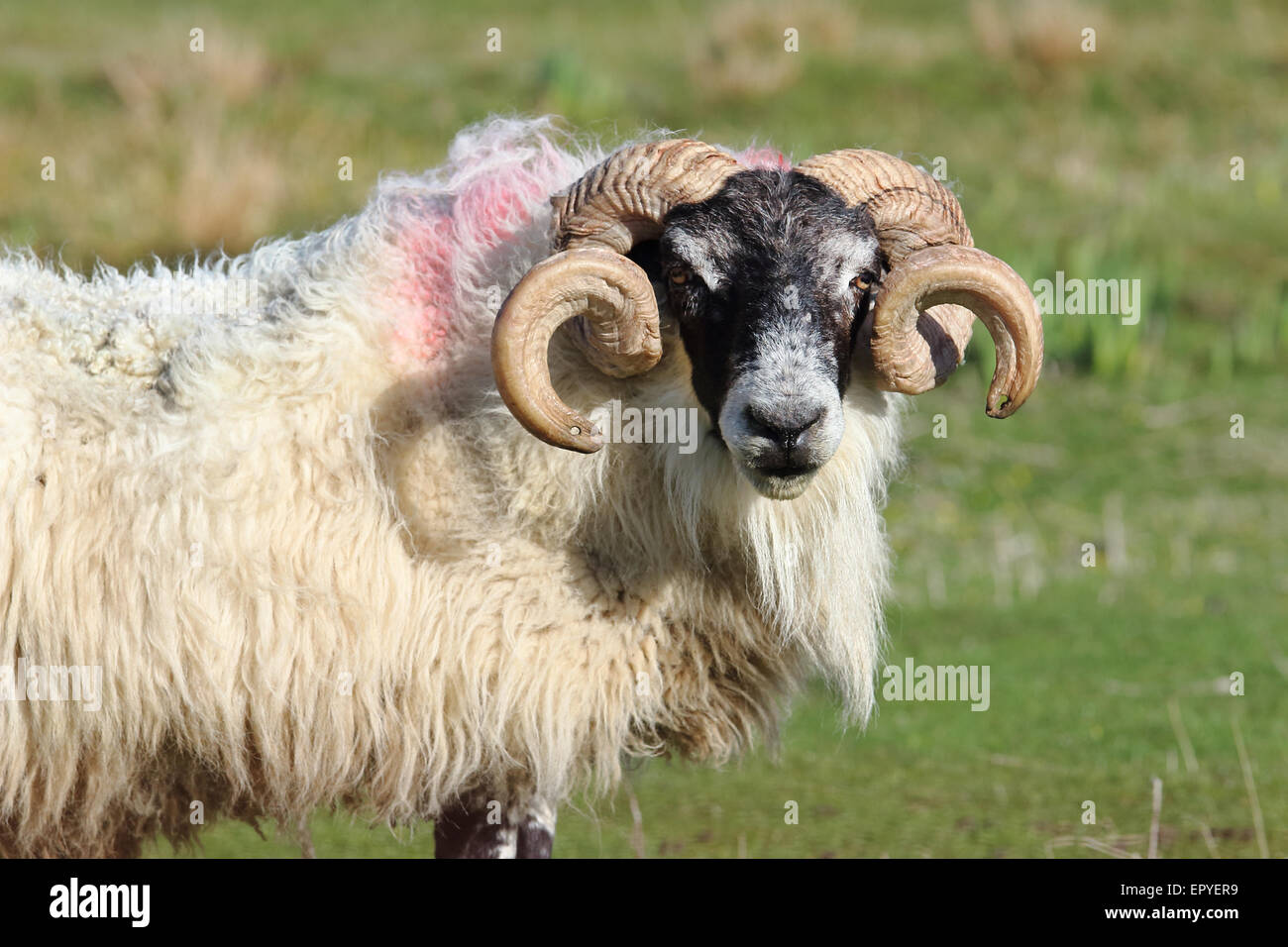 Ram, Harris Island, Outer Hebrides, Scotland, United Kingdom Stock Photo