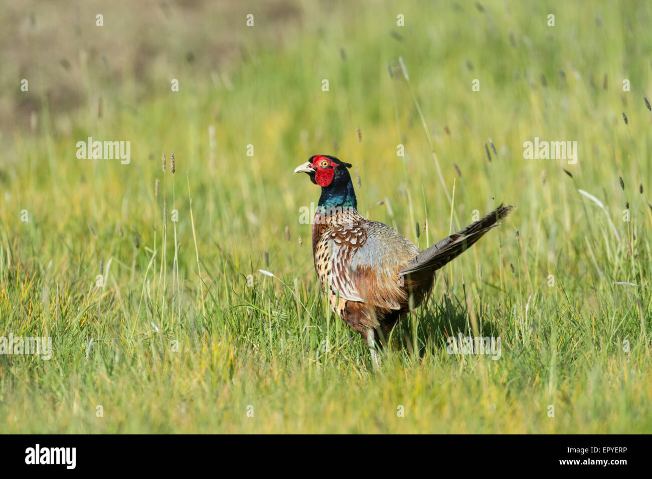 Pheasant (Phasianus colchicus). An adult male without a white neck-ring, showing characteristics of the colchicus group. Stock Photo