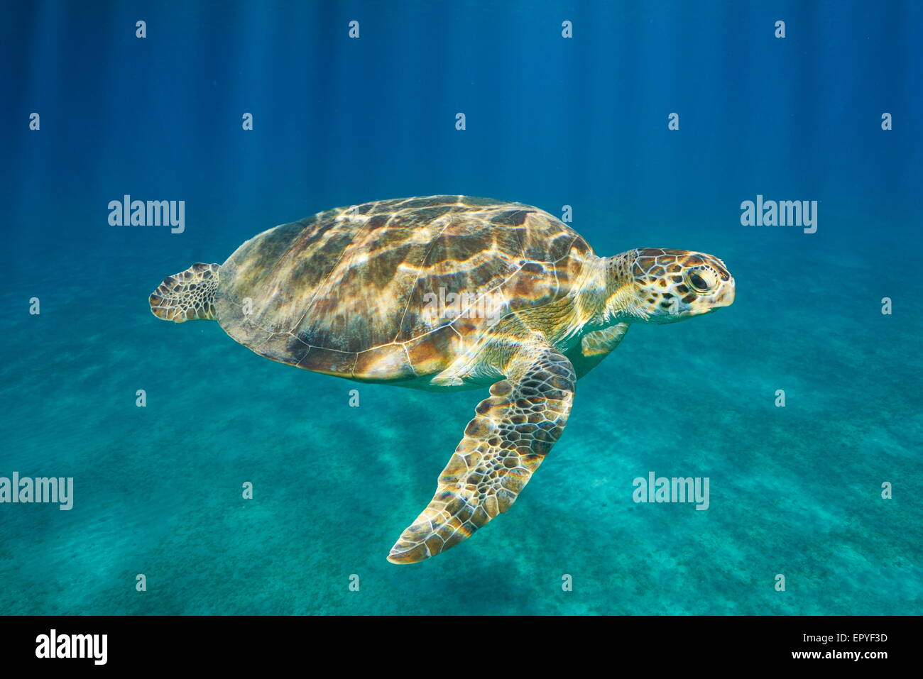 Underwater view at Sea Turtle, Red Sea, Egypt Stock Photo