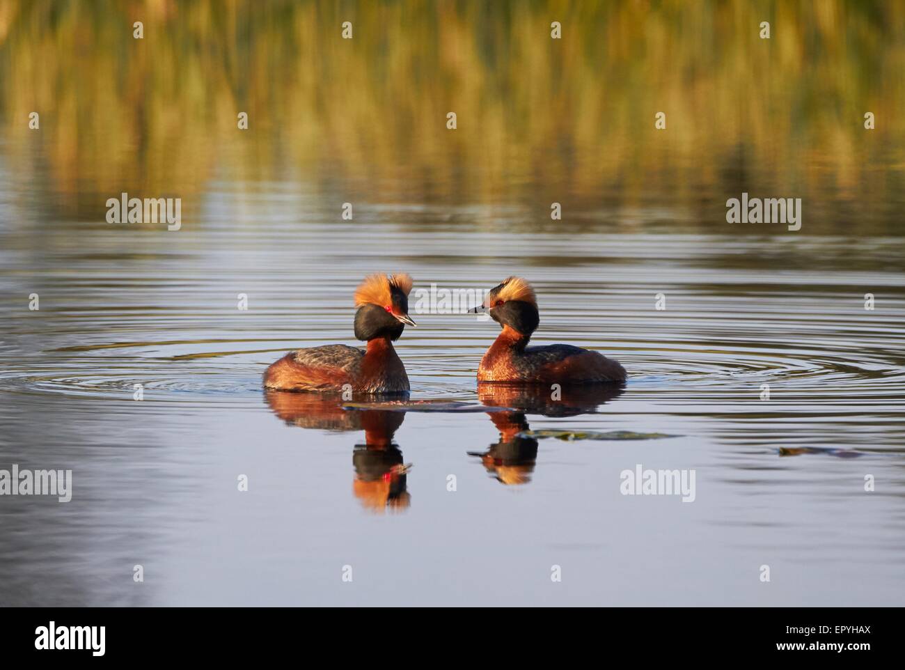 Two Horned Grepes swimming in the lake in the spring. Beautiful evening light of the sunset. Stock Photo